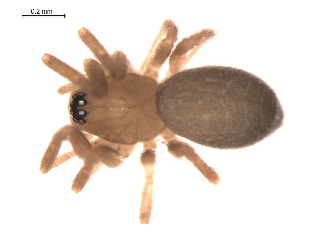 Diplocentria bidentata (Emerton 1882) resmi