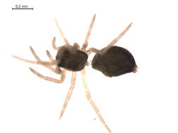 Image of Cnephalocotes obscurus (Blackwall 1834)