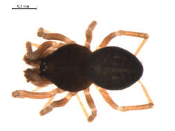 Cnephalocotes obscurus (Blackwall 1834) resmi