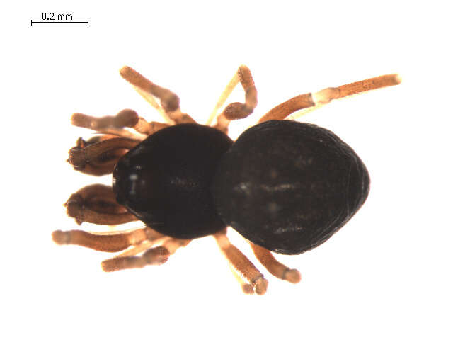 Image of Cnephalocotes obscurus (Blackwall 1834)