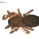 Image of Wabasso cacuminatus Millidge 1984