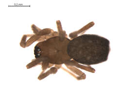 Image of Wabasso cacuminatus Millidge 1984