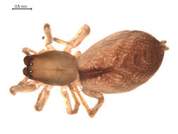 Image of Clubiona furcata Emerton 1919