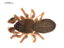 Image of Scotinotylus sacer (Crosby 1929)