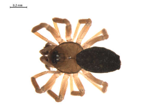 Image of Pocadicnemis americana Millidge 1976