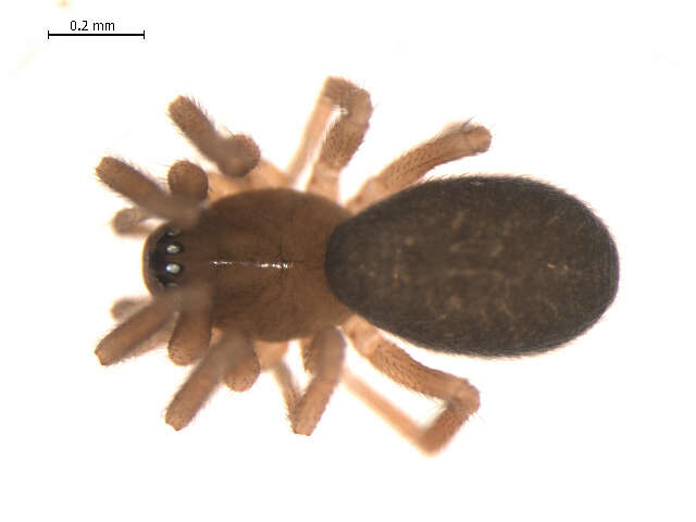 Image de Walckenaeria tricornis (Emerton 1882)