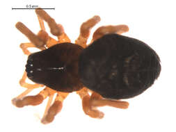 Image of Tmeticus affinis (Blackwall 1855)