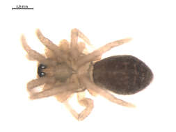 Image of Walckenaeria communis (Emerton 1882)