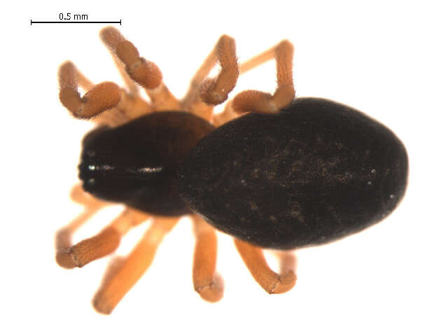 Image of Tmeticus affinis (Blackwall 1855)