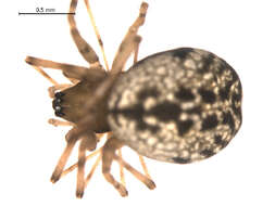 Image of Incestophantes washingtoni (Zorsch 1937)