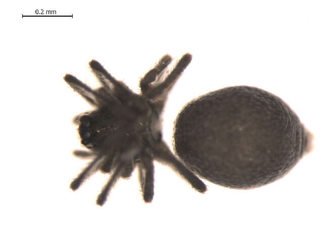 Image of Bathyphantes gracilis (Blackwall 1841)