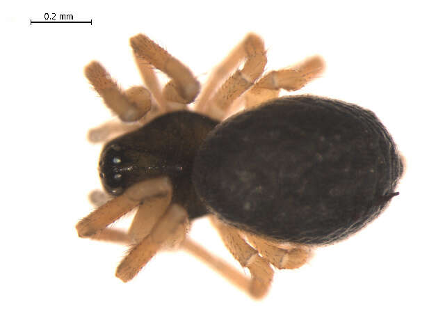 Image of Tmeticus affinis (Blackwall 1855)