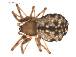 Image of Incestophantes washingtoni (Zorsch 1937)