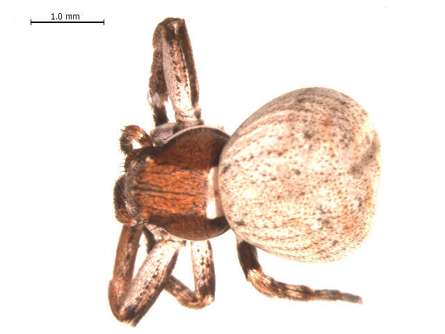 Image of Xysticus durus