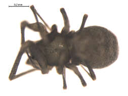 Image of Bathyphantes pallidus (Banks 1892)