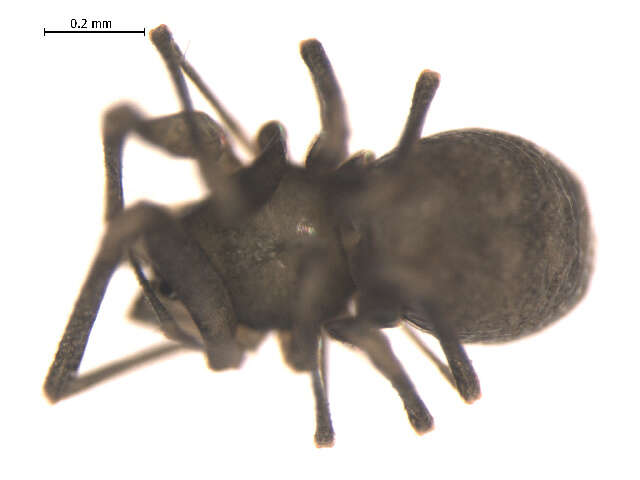 Image of Bathyphantes pallidus (Banks 1892)