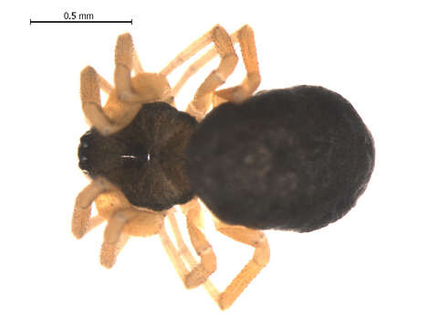 Image of Tmeticus affinis (Blackwall 1855)