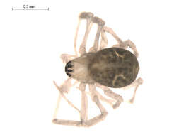 Image of Allomengea scopigera (Grube 1859)