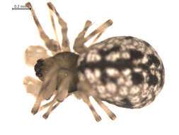 Image of Incestophantes washingtoni (Zorsch 1937)