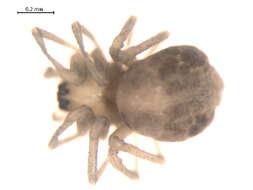 Image of Allomengea scopigera (Grube 1859)