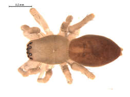 Image of Clubiona trivialis C. L. Koch 1843