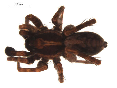 Image of Pardosa lapponica (Thorell 1872)