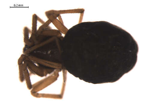 Image of Agyneta jacksoni (Braendegaard 1937)