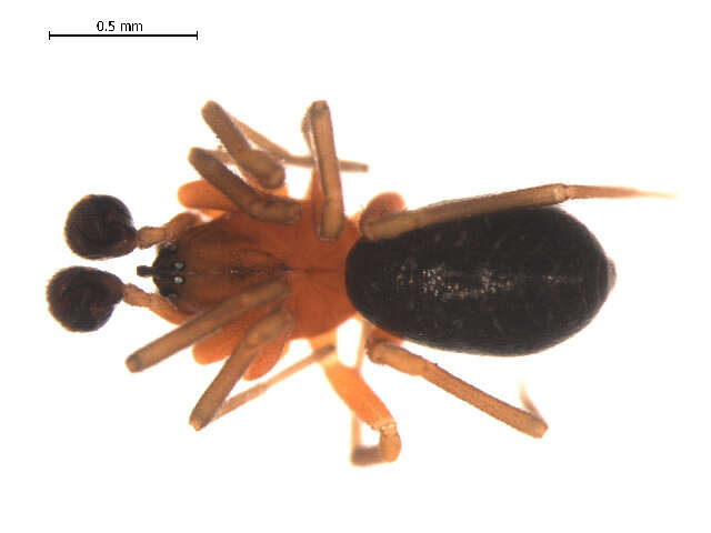 Sivun Walckenaeria communis (Emerton 1882) kuva