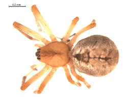Image of Pityohyphantes limitaneus (Emerton 1915)