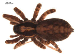 Image of Pardosa lapponica (Thorell 1872)