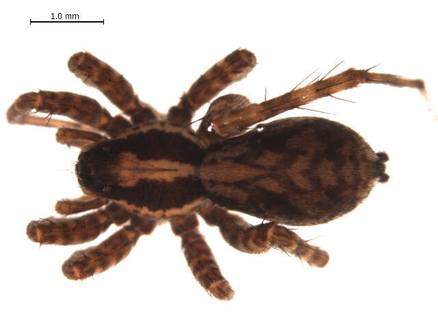 Image of Pardosa lapponica (Thorell 1872)