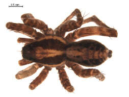 Image of Pardosa lapponica (Thorell 1872)