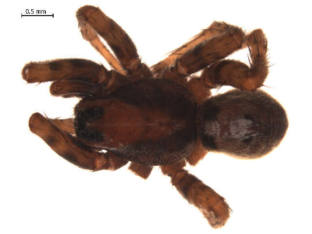 Image of Arctosa insignita (Thorell 1872)