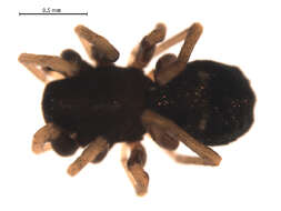 Image of Micaria alpina L. Koch 1872