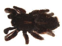 Imagem de Pardosa fuscula (Thorell 1875)