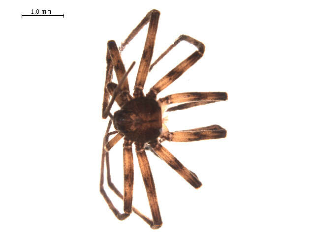 Image of Philodromus peninsulanus Gertsch 1934