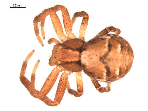 Image of Xysticus triangulosus