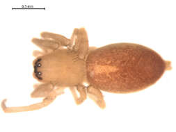 Image of Clubiona trivialis C. L. Koch 1843