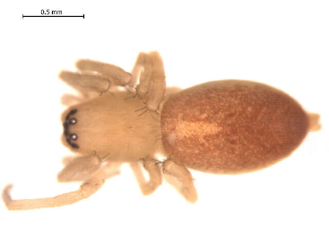 Image of Clubiona trivialis C. L. Koch 1843