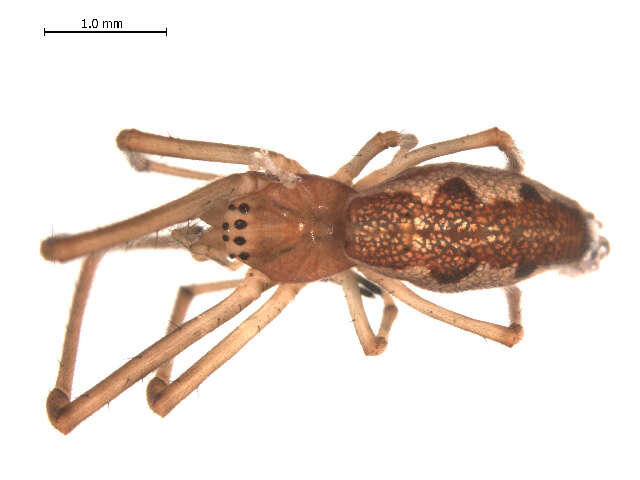 Image of Tetragnatha extensa (Linnaeus 1758)