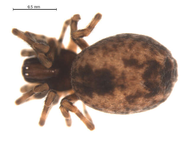 Image de Emblyna annulipes (Blackwall 1846)