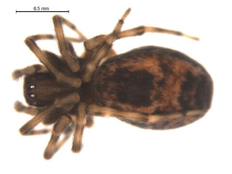 Image of Emblyna annulipes (Blackwall 1846)