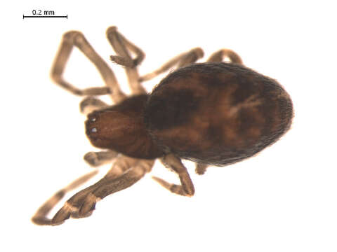 Image of Emblyna annulipes (Blackwall 1846)