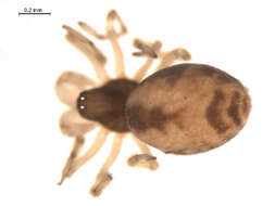 Image of Emblyna peragrata (Bishop & Ruderman 1946)