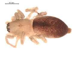 Image of Clubiona furcata Emerton 1919