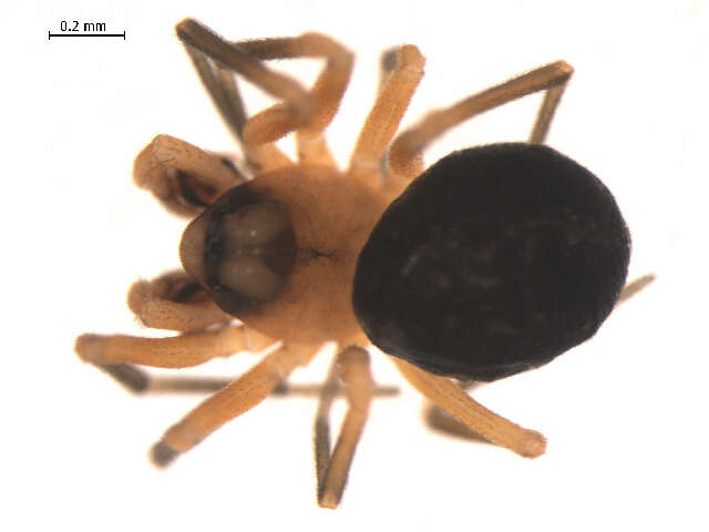 Image of Dismodicus decemoculatus (Emerton 1882)