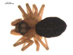 Image of Dismodicus decemoculatus (Emerton 1882)