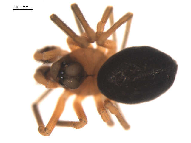 Image of Dismodicus decemoculatus (Emerton 1882)