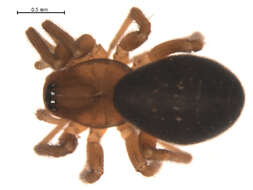 Image of Walckenaerianus aimakensis Wunderlich 1995