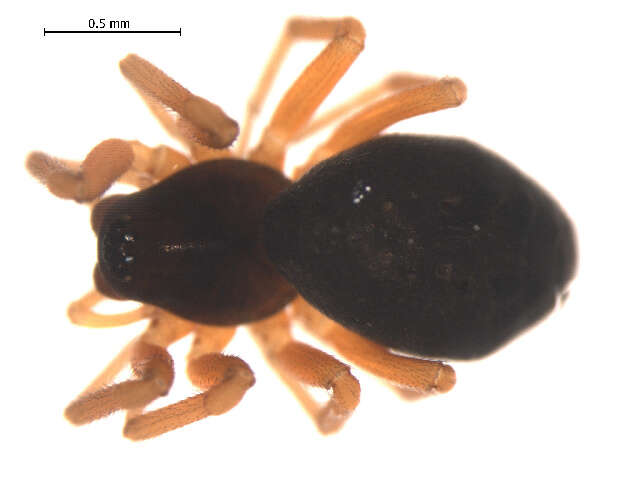 Image of Tmeticus affinis (Blackwall 1855)